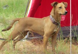 Piper has the best pet insurance for Pit Bulls and Staffies.
